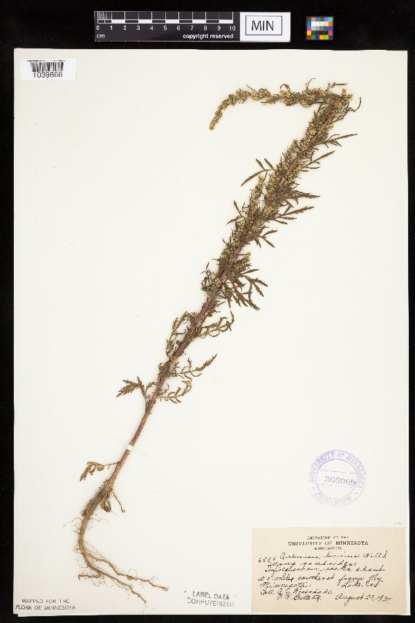 Artemisia biennis image