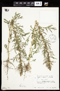 Artemisia biennis image