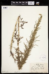 Artemisia biennis image