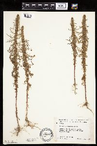 Artemisia biennis image