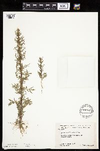 Artemisia biennis image