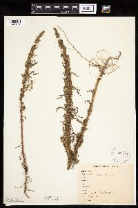 Artemisia biennis image