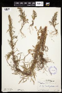 Artemisia biennis image