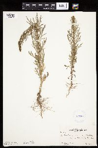 Artemisia biennis image