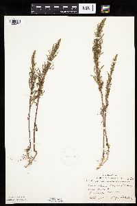 Artemisia biennis image