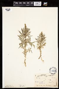 Artemisia biennis image