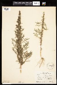 Artemisia biennis image
