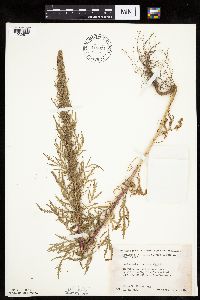 Artemisia biennis image