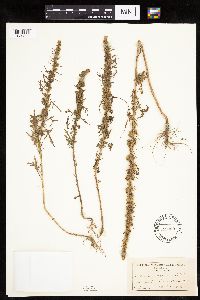 Artemisia biennis image