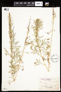 Artemisia biennis image