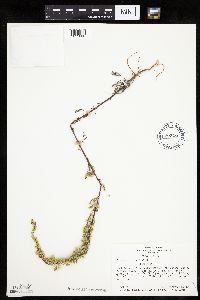 Artemisia biennis image