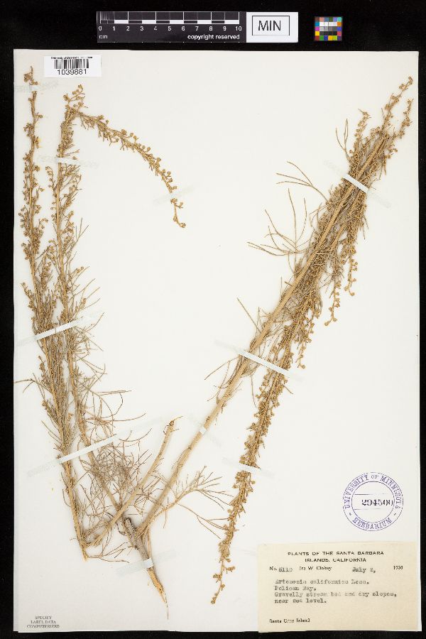 Artemisia californica image