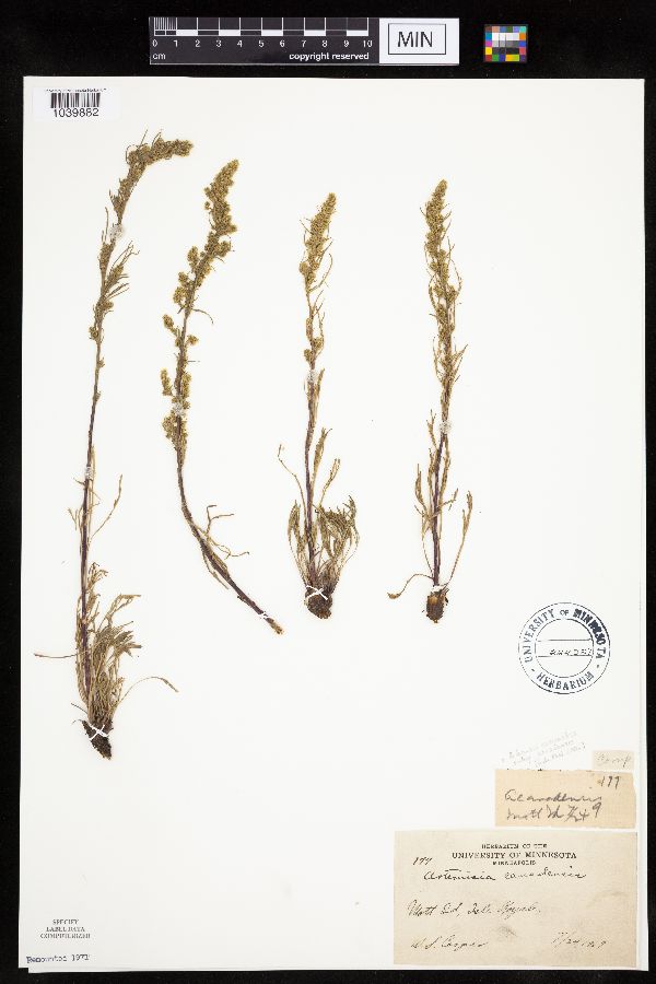 Artemisia campestris subsp. canadensis image