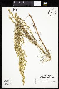 Artemisia campestris subsp. caudata image