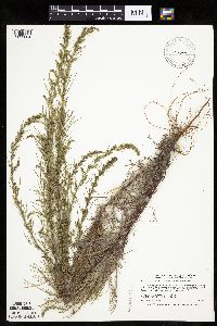 Artemisia campestris subsp. caudata image