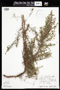 Artemisia campestris subsp. caudata image