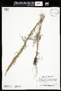 Artemisia campestris image