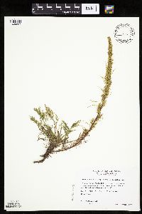 Artemisia campestris subsp. caudata image