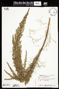 Artemisia campestris subsp. caudata image