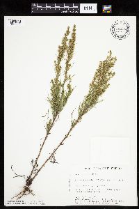 Artemisia campestris subsp. caudata image