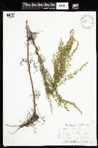 Artemisia campestris subsp. caudata image