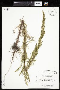Artemisia campestris subsp. caudata image