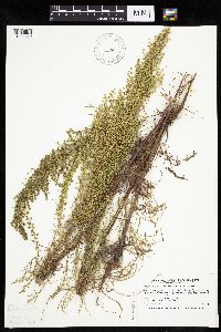 Artemisia campestris image