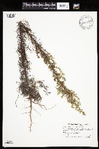 Artemisia campestris subsp. caudata image