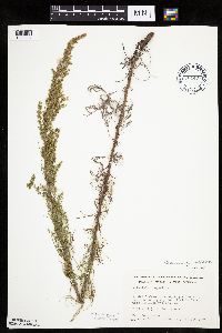 Artemisia campestris subsp. caudata image