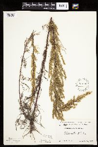 Artemisia campestris subsp. caudata image