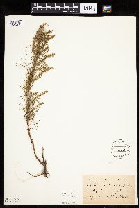 Artemisia campestris subsp. caudata image