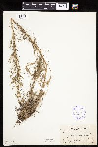 Artemisia campestris subsp. caudata image