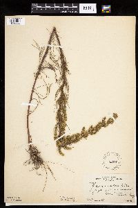 Artemisia campestris subsp. caudata image