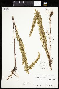Artemisia campestris subsp. caudata image