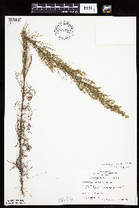 Artemisia campestris subsp. caudata image