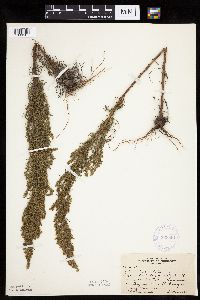 Artemisia campestris subsp. caudata image