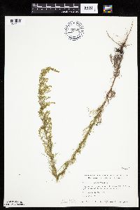 Artemisia campestris subsp. caudata image
