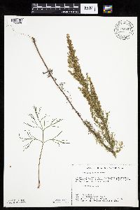 Artemisia campestris subsp. caudata image