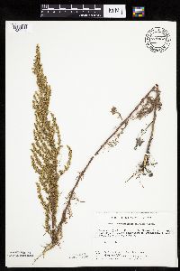 Artemisia campestris subsp. caudata image