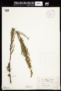 Artemisia campestris subsp. caudata image