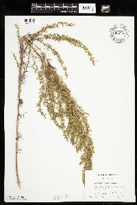Artemisia campestris subsp. caudata image