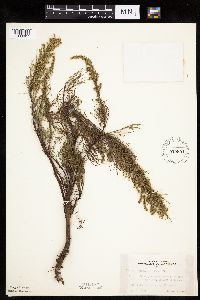 Artemisia campestris subsp. caudata image