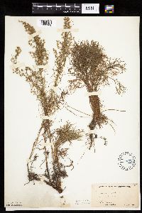 Artemisia campestris subsp. caudata image