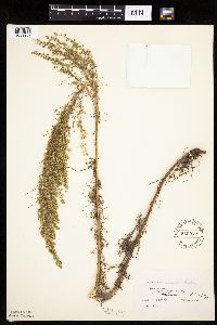 Artemisia campestris subsp. caudata image