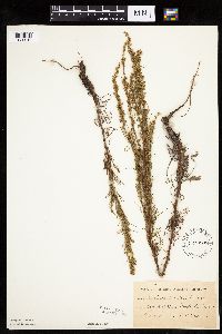 Artemisia campestris image