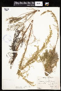 Artemisia campestris subsp. caudata image