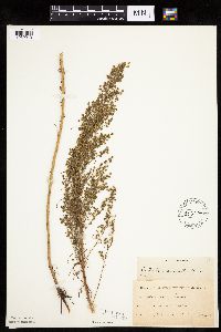 Artemisia campestris subsp. caudata image