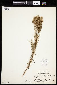 Artemisia campestris subsp. caudata image
