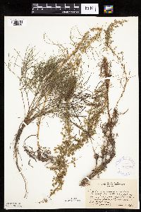 Artemisia campestris subsp. caudata image