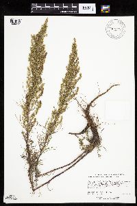 Artemisia campestris image